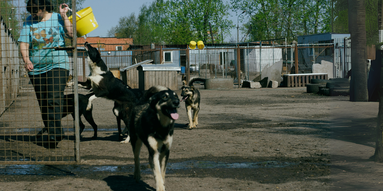 Pet Tech Innovations: Enhancing Care Without Losing Connection